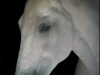 Spirit Horse – Introducing Reveille!