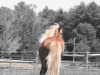 Spirit Horse – Good Hair